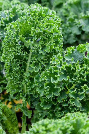 Curly cabbage, Kale (Brassica oleracea) close-up as backgroundの写真素材