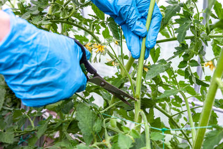 Proper pruning suckers on tomatoes over the first sheet in the greenhouse