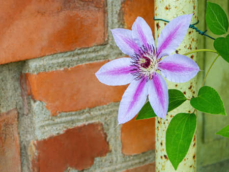 Clematis Piilu (Early large-flowered clematis) summer flowering deciduous climbing clematis plant,...