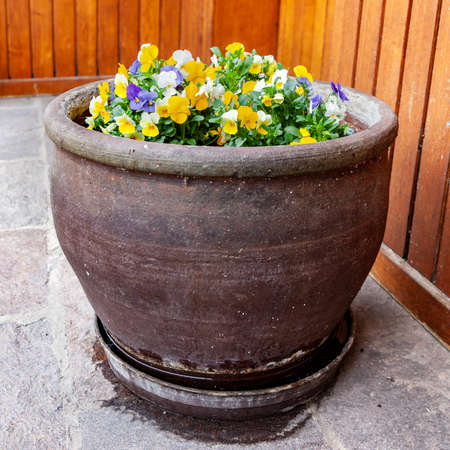 Pansy flowers grow in ceramic pot, flowering outdoors in the spring