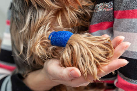 Headband on the paw of a dog yorkshire terrier