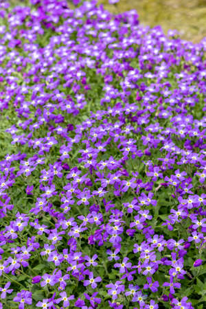 Blooming Aubrieta hybrida, group of small purple flowers, natural backgroundの写真素材