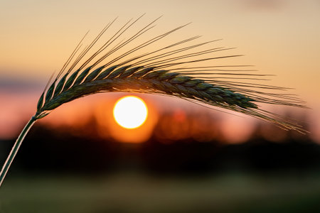 Barley ear on a background of a disk of the setting sun. Concept in the shape of the human eye. The sun is looking at usの写真素材