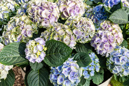 Beautiful blossoming tender blue hydrangea flowers texture, close up view