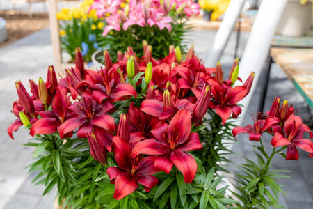 Red lily flowers grow in a greenhouse, close-up photoの写真素材