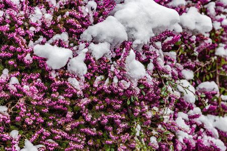 Erica carnea (winter heath) Plant with flowers icovered with snow, natural backgroundの写真素材