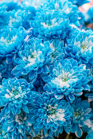 Blue chrysanthemum flowers from above view, beautiful natural flower backgroundの写真素材