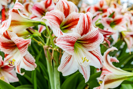 Mexican lily: a species of Amaryllis, its botanical name is Hippeastrum reginaeの写真素材