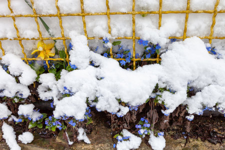 Blue flowers (Omphalodes verna) and yellow daffodils bloom in spring near the yellow fenceの写真素材