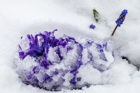 Blue hyacinth covered with snow in springの写真素材