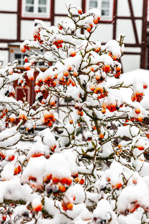 A bush of rosehips, red berries covered with white snow. A half-timbered house in the backgroundの写真素材