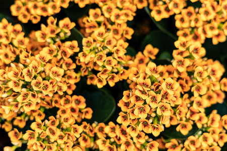 Kalanchoe blossfeldiana flowers, natural floral background
