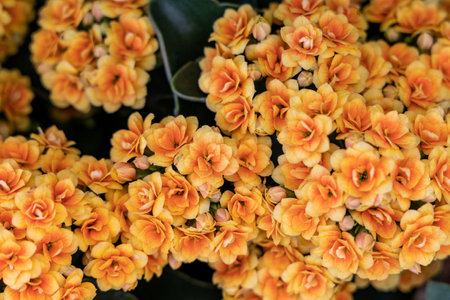 Kalanchoe blossfeldiana flowers, natural floral background