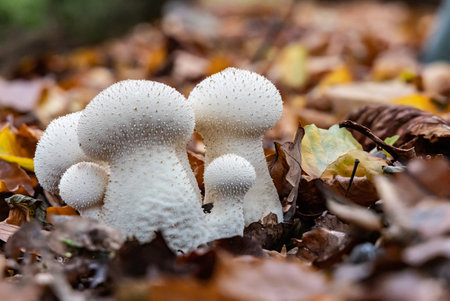 Forest mushrooms Lycoperdon perlatum among fallen leaves n Forest close up, images with great depth...