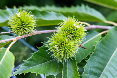 Castanea sativa ripening fruits in spiny cupules, edible hidden seed nuts hanging on tree branches, green leavesの写真素材