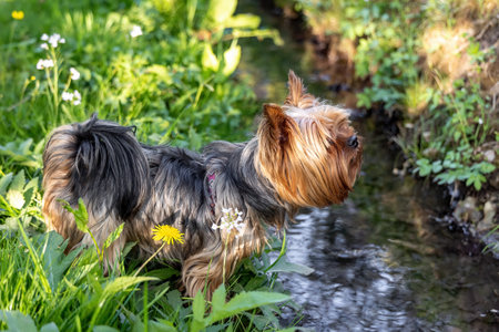Young Yorkshire Terrier dog stands on the bank of a streamの写真素材