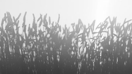 Silhouettes of ears of wheat on a translucent background, light and shadowの写真素材
