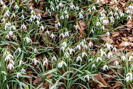 Snowdrops (Galanthus nivalis) bloom among fallen leaves in the wild in the forest in spring