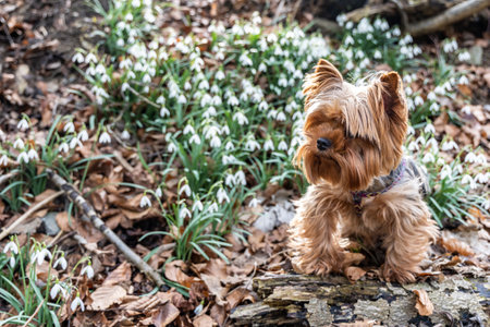 Yorkie dog sits in the forest against the background of blooming snowdropsの写真素材
