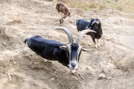 A herd of goats grazes on a mountain slope in Germany