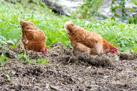 Hens walking on rural yard, free rangeの写真素材
