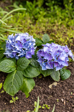 Close-up of blue hydrangea flowers growing in soil outdoorsの写真素材