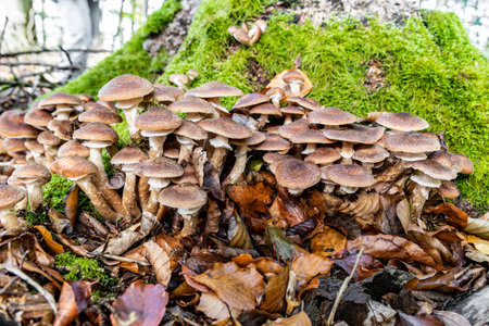 Honey Fungus (Armillaria mellea) mushrooms grow in the autumn forest
