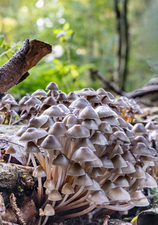 A colony of small edible mushrooms grows in the forest in autumnの写真素材