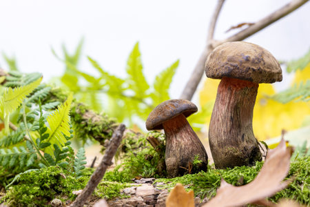 Edible mushrooms (Suillellus luridus) grow among mossの写真素材