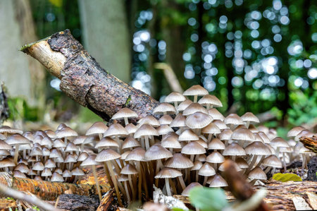 A colony of small edible mushrooms grows in the forest in autumn