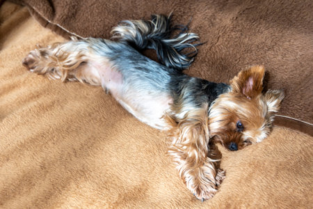 Yorkshire terrier dog lies in the room in the sunlightの写真素材