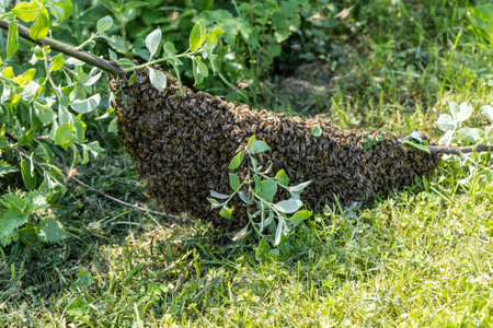 Swarm of honey bees close up apis mellifera hanging