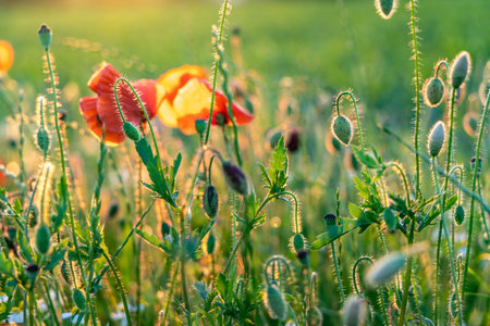 Red poppy flower in the sunset close upの写真素材