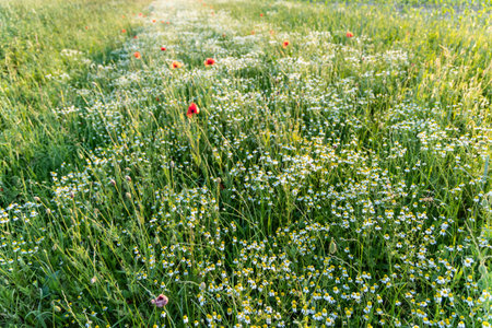 White camomiles flowers and red poppies on meadow in the green grassの写真素材
