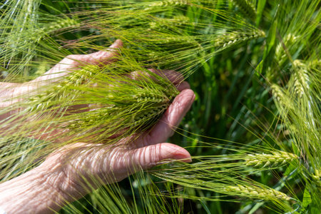 Many ears of green barley in the hands of a Ukrainian peasant womanの写真素材