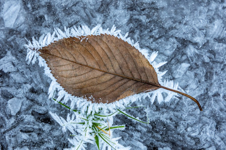 A fallen leaf of a tree covered with frost lies on an icy surface. Blue ice background
