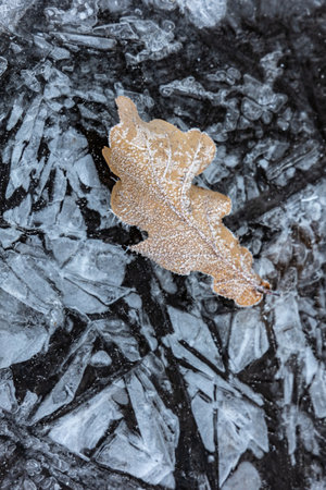 A fallen leaf of a tree covered with frost lies on an icy surface. Ice backgroundの写真素材
