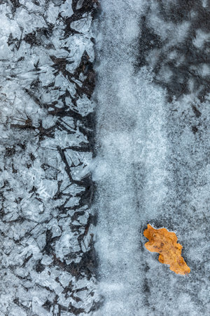 A fallen leaf of a tree covered with frost lies on an icy surface. Blue ice backgroundの写真素材