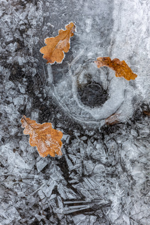 A fallen leaf of a tree covered with frost lies on an icy surface. Ice backgroundの写真素材