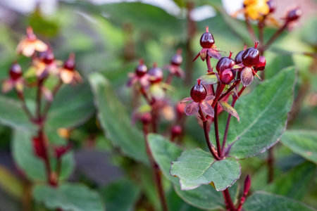 Saint John's Wort with yellow flowers and red berries blooming outdoors. Saint John's Wort, or hypericum, is used for healing teas and homeopathy.の写真素材