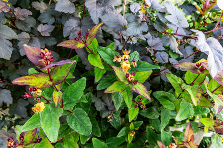 Saint John's Wort with yellow flowers and red berries blooming outdoors. Saint John's Wort, or hypericum, is used for healing teas and homeopathy.の写真素材