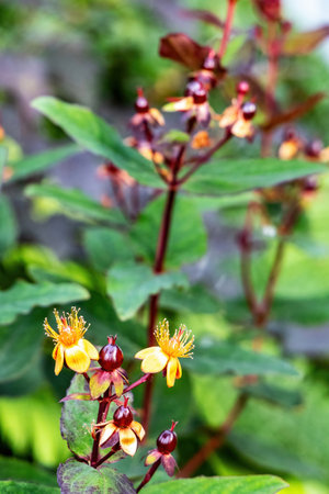 Saint John's Wort with yellow flowers and red berries blooming outdoors. Saint John's Wort, or hypericum, is used for healing teas and homeopathy.の写真素材