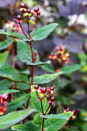 Saint John's Wort with yellow flowers and red berries blooming outdoors. Saint John's Wort, or hypericum, is used for healing teas and homeopathy.の写真素材