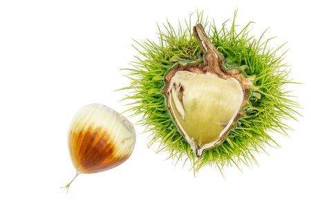 Chestnuts fresh fruits and seeds isolated on white backgroundの写真素材