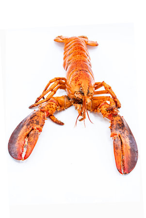 Boiled lobster isolated on white background close-upの写真素材