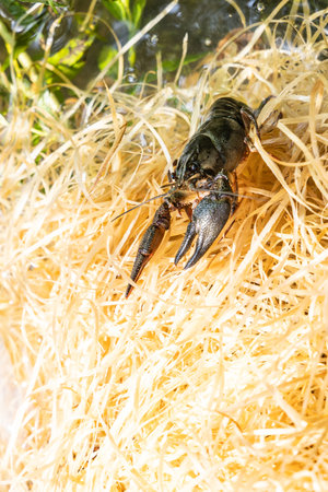 A crayfish crawls to the water on wood shavings, settlement of crayfish in the pondの写真素材