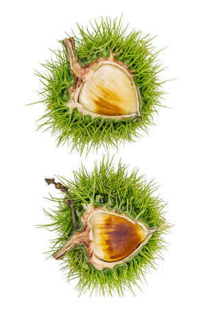 Chestnuts fresh fruits and seeds isolated on white backgroundの写真素材