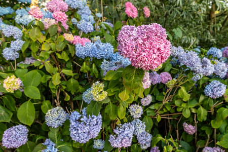 Close-up of blue and pink hydrangea flowers, beautiful natural floral backgroundの写真素材