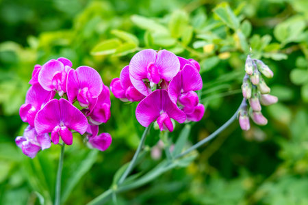 Photo flowering of decorative pink peas closeup outdoorsの写真素材