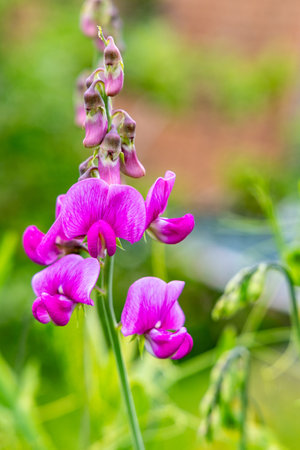 Photo flowering of decorative pink peas closeup outdoorsの写真素材